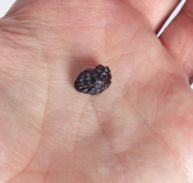 raisinforweb Amazing Raisin